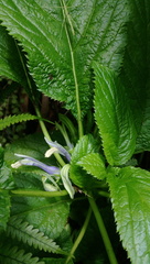 Lobelia physaloides