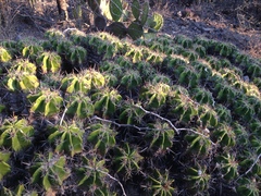 Ferocactus robustus