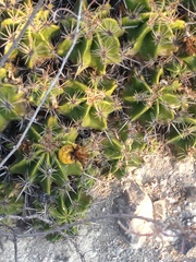 Ferocactus robustus