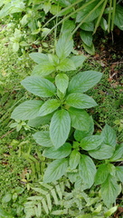 Lobelia physaloides
