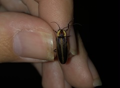 Photuris versicolor