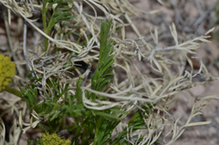 Musineon tenuifolium