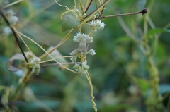 Cuscuta chinensis