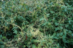 Cuscuta chinensis