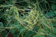 Cuscuta chinensis
