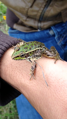 Lithobates spectabilis