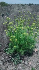 Polytaenia nuttallii