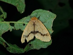 Rhypotoses maculutea
