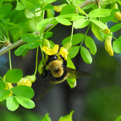 Bombus nevadensis