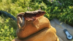 Lithobates blairi