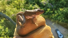 Lithobates blairi