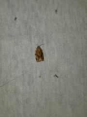 Choristoneura fractivittana