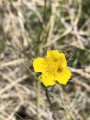 Potentilla gracilis elmeri