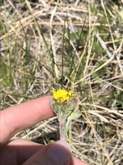 Potentilla gracilis elmeri