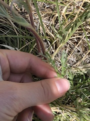 Potentilla gracilis elmeri