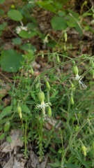 Silene lemmonii