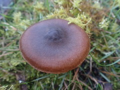 Cortinarius clelandii