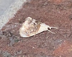 Lipocosmodes fuliginosalis