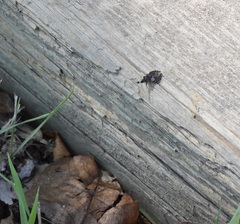 Aradus quadrilineatus