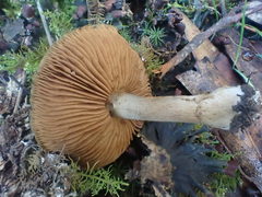 Cortinarius clelandii