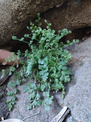 Asplenium subglandulosum