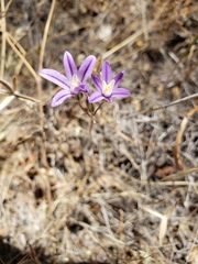 Brodiaea nana