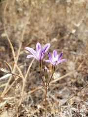 Brodiaea nana