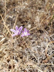 Brodiaea nana