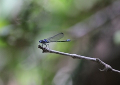Argia oculata