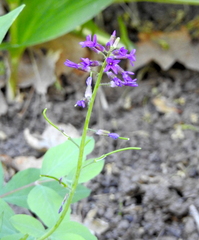 Boechera divaricarpa