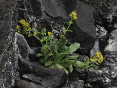 Draba grandis