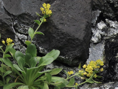 Draba grandis
