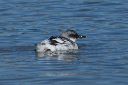 Pigeon Guillemot