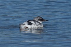 Pigeon Guillemot photo 4