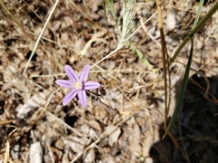 Brodiaea minor