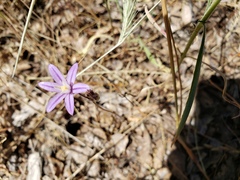 Brodiaea minor