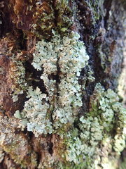 Hypotrachyna spumosa