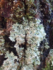 Hypotrachyna spumosa