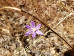 Brodiaea minor
