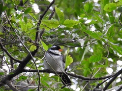 Arremon flavirostris