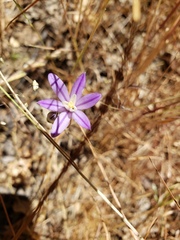 Brodiaea minor