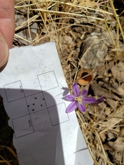 Brodiaea minor