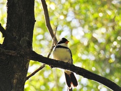 Arremon flavirostris