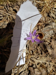 Brodiaea minor