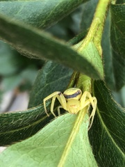 Misumenops callinurus