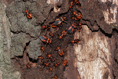 Tegea atropicta