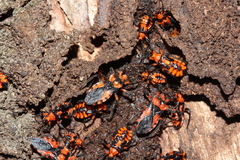 Tegea atropicta