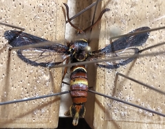 Paranthrene robiniae