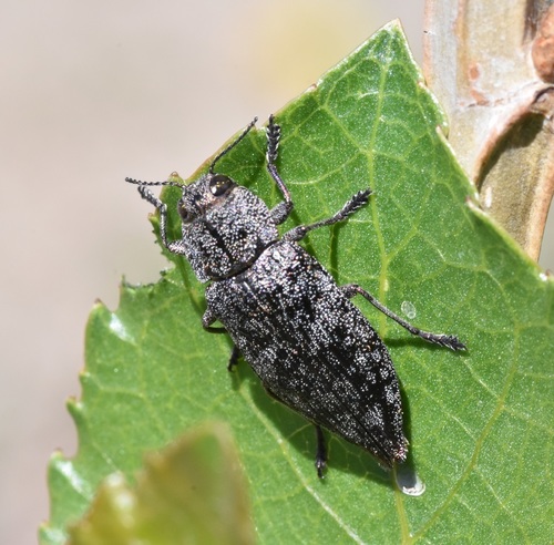 Poecilonota montana thumbnail