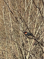 Agelaius phoeniceus